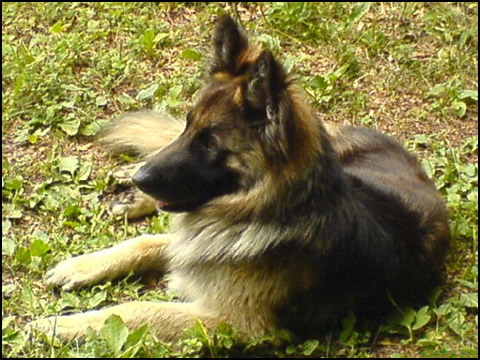 Kuza Ken