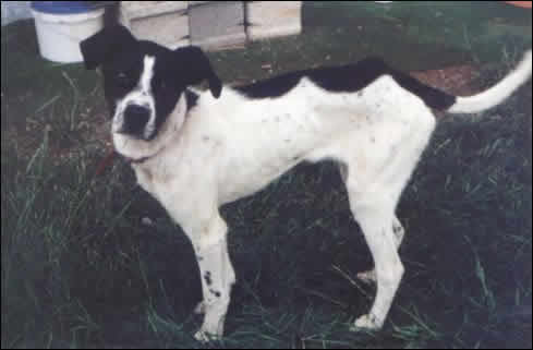 Roki