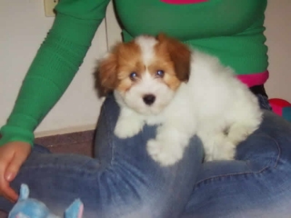 Coton de Tulear Coton de Tulear